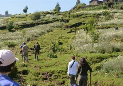 Gorilla Tours Of Rwanda