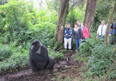 Low Land Gorillas Tour In Kahuzi Biega