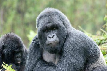 Mountain Gorillas In Rwanda 1