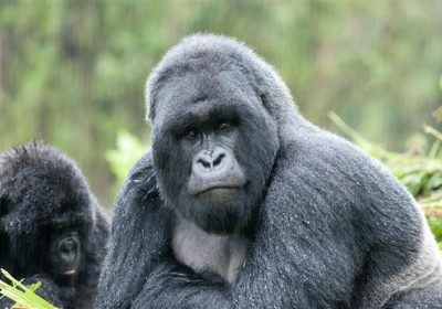 Mountain Gorillas In Rwanda 1