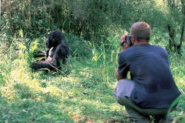 Rwanda Gorilla Mountain 1