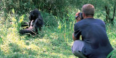 Rwanda Gorilla Mountain 1