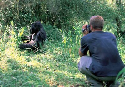 Rwanda Gorilla Mountain 1