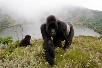 Rwanda Gorilla Tours 1