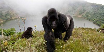 Rwanda Gorilla Tours 1