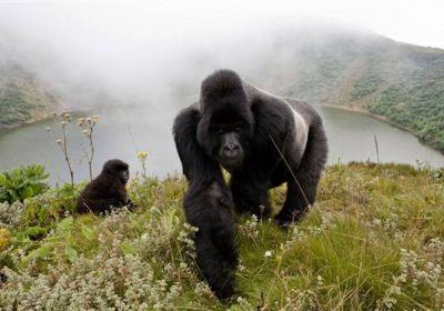 Rwanda Gorilla Tours 1